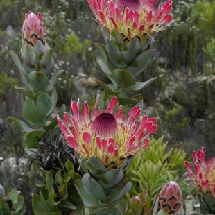 Protea eximia